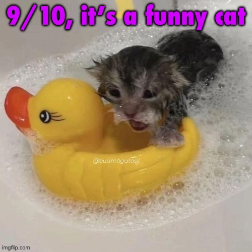 Watr | 9/10, it’s a funny cat | image tagged in watr | made w/ Imgflip meme maker