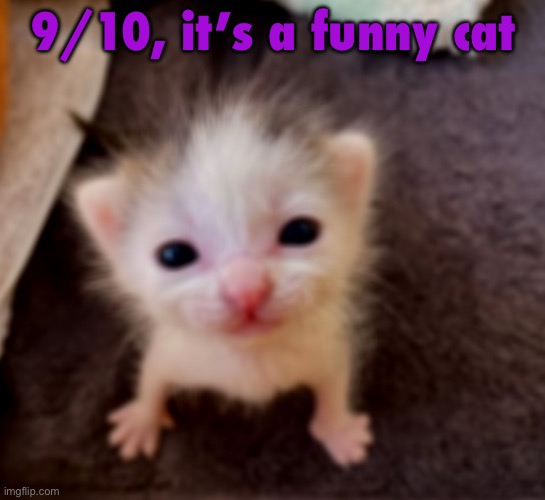 Silly goober :3 | 9/10, it’s a funny cat | image tagged in silly goober 3 | made w/ Imgflip meme maker