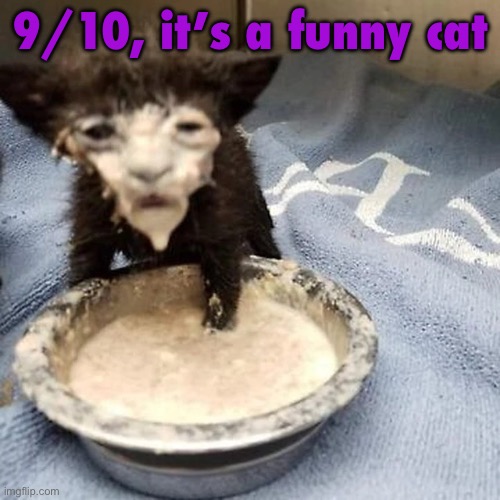 Pie :3 | 9/10, it’s a funny cat | image tagged in pie 3 | made w/ Imgflip meme maker