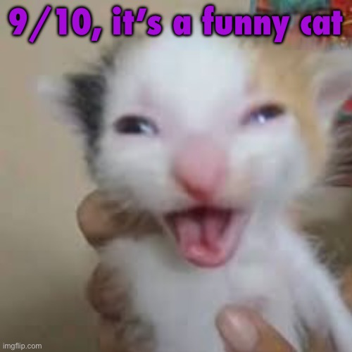 Happy cat | 9/10, it’s a funny cat | image tagged in happy cat | made w/ Imgflip meme maker