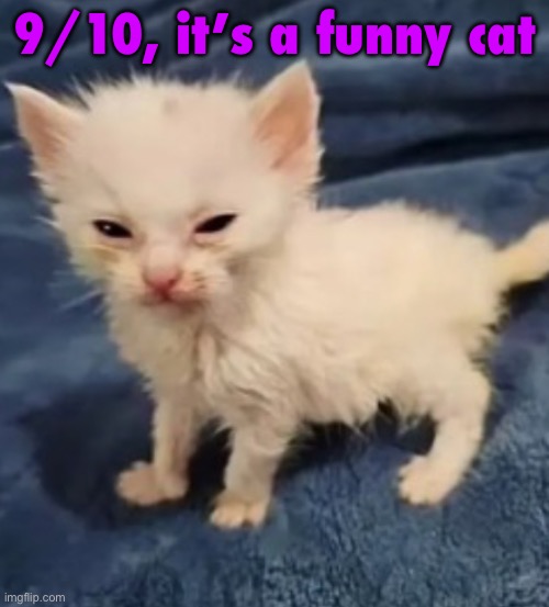 Car :3 | 9/10, it’s a funny cat | image tagged in car 3 | made w/ Imgflip meme maker