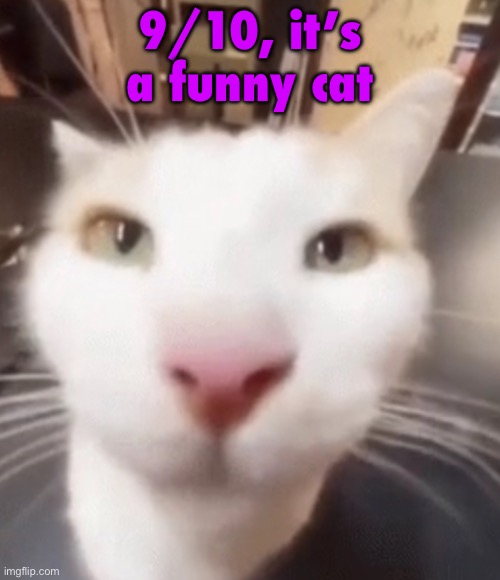 The stare | 9/10, it’s a funny cat | image tagged in the stare | made w/ Imgflip meme maker