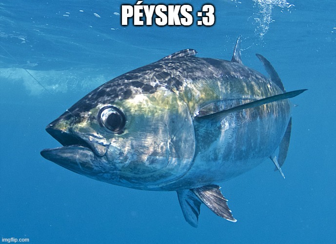 Tuna fish | PÉYSKS :3 | image tagged in tuna fish | made w/ Imgflip meme maker