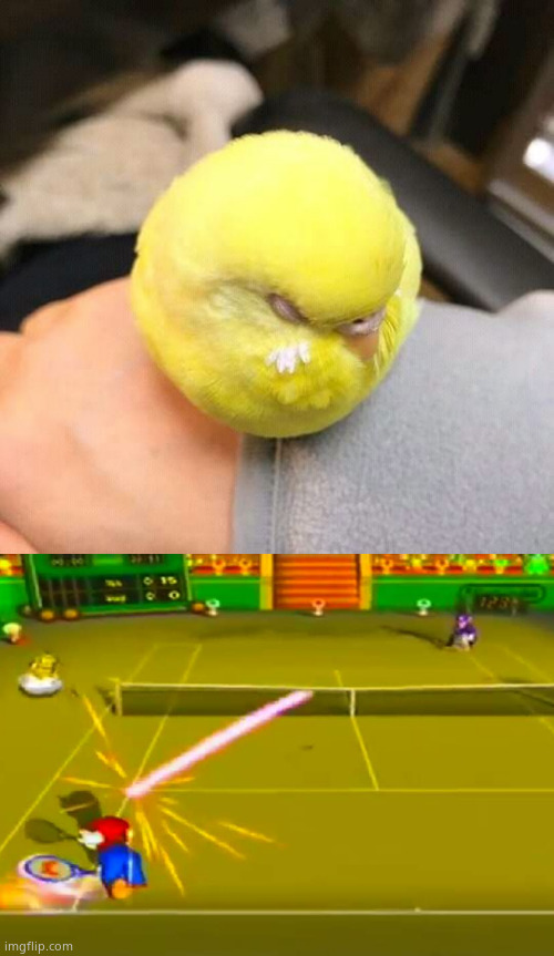 I couldn't find a Wii sports tennis temp | image tagged in tennis ball birb,tennis | made w/ Imgflip meme maker