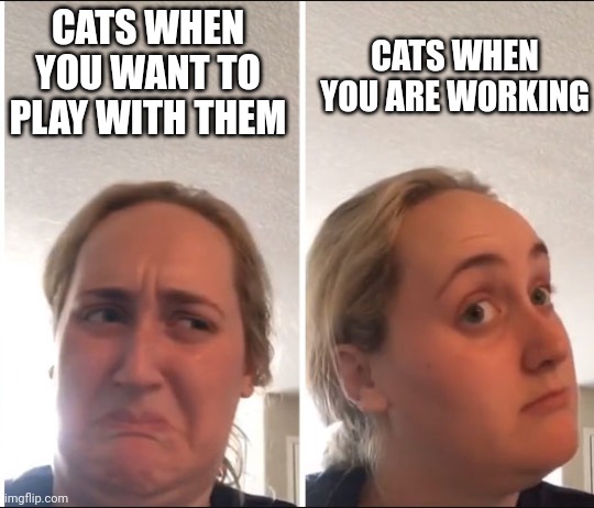 notoriety | CATS WHEN YOU WANT TO PLAY WITH THEM; CATS WHEN YOU ARE WORKING | image tagged in kombucha girl | made w/ Imgflip meme maker