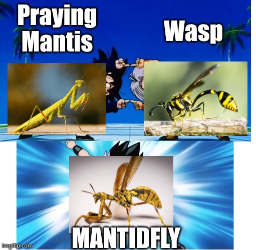 Praying Mantis + Wasp= Mantidfly | Wasp; Praying Mantis; MANTIDFLY | image tagged in fusion | made w/ Imgflip meme maker
