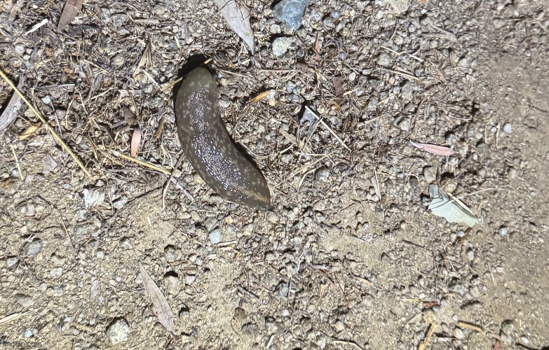 Gn chat, here’s a picture of a huge-ass slug in my yard bc why not, gn :3 | made w/ Imgflip meme maker