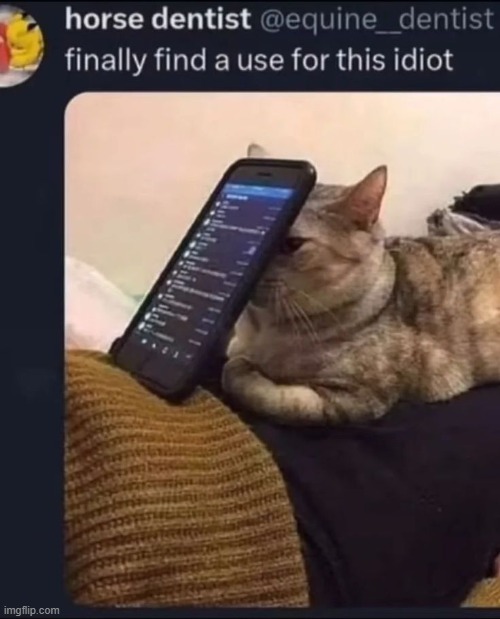 image tagged in shitpost,cat | made w/ Imgflip meme maker