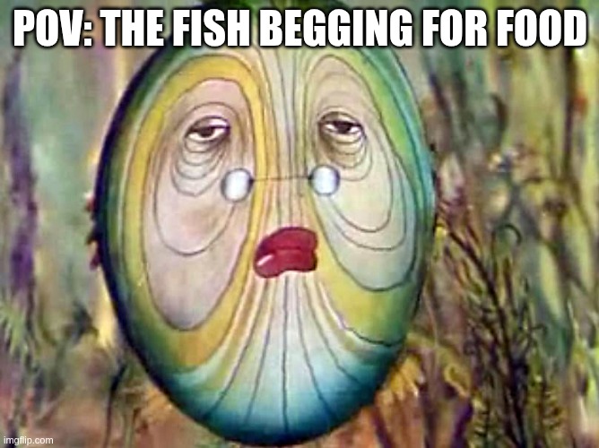 POV: The fish begging for food | POV: THE FISH BEGGING FOR FOOD | image tagged in len,fish,pets | made w/ Imgflip meme maker