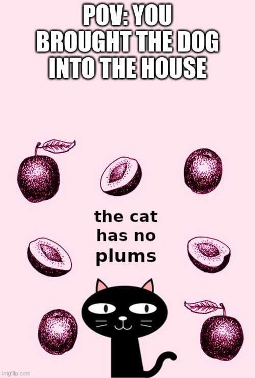 POV: You brought the dog into the house | POV: YOU BROUGHT THE DOG INTO THE HOUSE | image tagged in the cat has no plums,cats,cat,house,doge,reactions | made w/ Imgflip meme maker