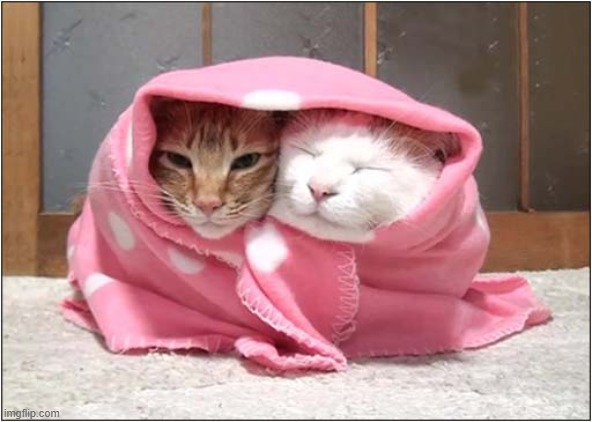 Happiness ! | image tagged in cats,together,happiness | made w/ Imgflip meme maker
