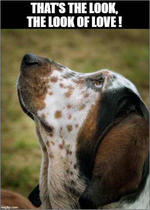 That Eye Says It All  ! | THAT'S THE LOOK,
THE LOOK OF LOVE ! | image tagged in dogs,look of love | made w/ Imgflip meme maker