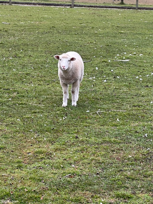 Innocent and silly man | image tagged in sheep,irl,animals,memes | made w/ Imgflip meme maker