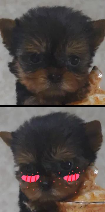 Krasyvko Blank Meme Template
