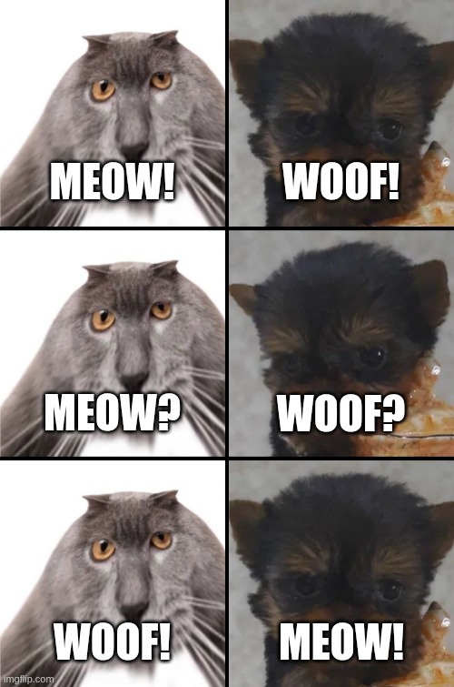 POV: Cat and dog talking | MEOW! WOOF! MEOW? WOOF? WOOF! MEOW! | image tagged in oberezhnometanovets and krasyvko,cat,cats,dogs,dog | made w/ Imgflip meme maker