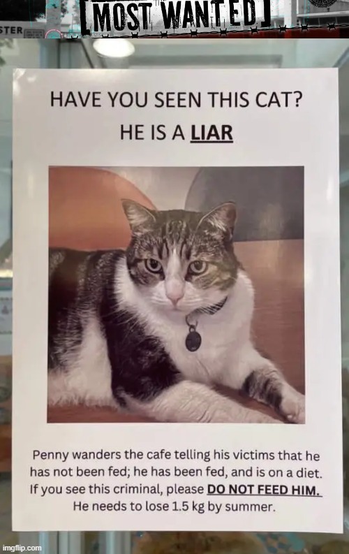 Pants on Fire | image tagged in prevaricator,liar,cat,most wanted list,awareness | made w/ Imgflip meme maker