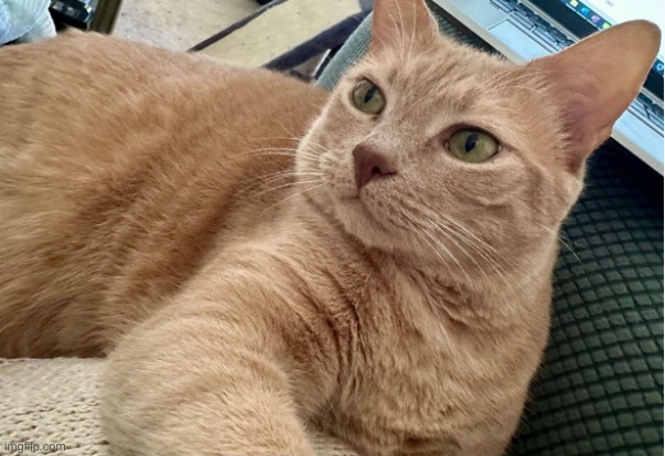 Wally, my beloved | image tagged in wally my beloved | made w/ Imgflip meme maker