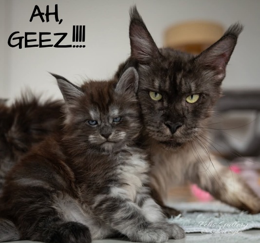 Whoa! No Words to Describe Them | AH, GEEZ!!!! | image tagged in no words to describe it,gorgeous cats | made w/ Imgflip meme maker