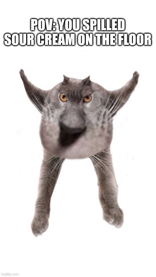 POV: You spilled sour cream on the floor | POV: YOU SPILLED SOUR CREAM ON THE FLOOR | image tagged in cat neoberezhnometano,cats,cat,sour cream,food | made w/ Imgflip meme maker