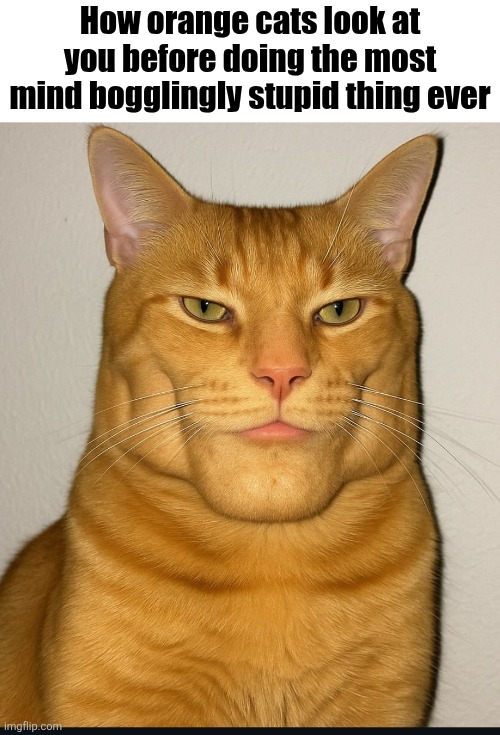 Dih | How orange cats look at you before doing the most mind bogglingly stupid thing ever | image tagged in dih | made w/ Imgflip meme maker