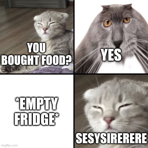 Sesysirerere: You bought food? | YOU BOUGHT FOOD? YES; *EMPTY FRIDGE*; SESYSIRERERE | image tagged in sesysirerere and oberezhnometanovets,food,fridge,hungry,cat,cats | made w/ Imgflip meme maker