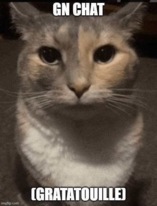 cat dead stare | GN CHAT; (GRATATOUILLE) | image tagged in cat dead stare | made w/ Imgflip meme maker