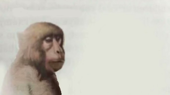 High Quality Calm Monkey Blank Meme Template