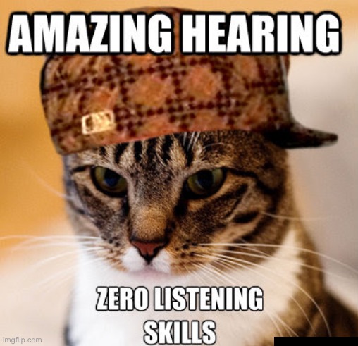 Zero Listening Skills | image tagged in cats,funny cat memes,not listening,scumbag,funny cats,ignore | made w/ Imgflip meme maker