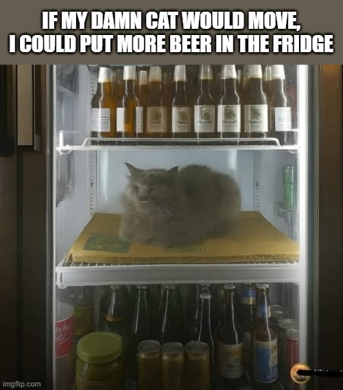 If my damn cat would move, I could put more beer in the refrigerator. | IF MY DAMN CAT WOULD MOVE, I COULD PUT MORE BEER IN THE FRIDGE | image tagged in cats,beer,funny,refrigerator,humor,kittens | made w/ Imgflip meme maker