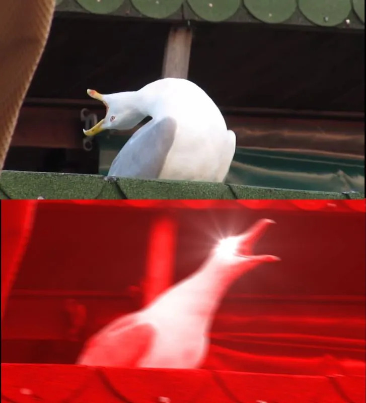 High Quality Inhaling Seagull Blank Meme Template