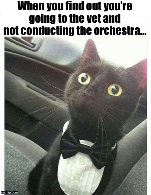 He entertains the vet staff while he’s there… | When you find out you’re going to the vet and not conducting the orchestra… | image tagged in cats,tuxedo,disappointment,going to the vet | made w/ Imgflip meme maker