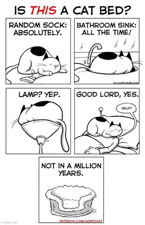 The world is their cat bed… | image tagged in cats,comics,how to cat,cat beds | made w/ Imgflip meme maker