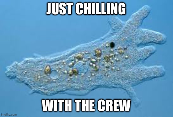 Amoeba | JUST CHILLING WITH THE CREW | image tagged in amoeba,crewmate | made w/ Imgflip meme maker