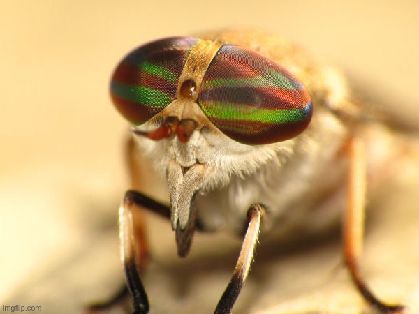 =,= | made w/ Imgflip meme maker