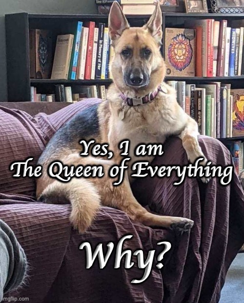 Queen of Everything | Yes, I am 
The Queen of Everything; Why? | image tagged in queen gsd,queen of all why | made w/ Imgflip meme maker