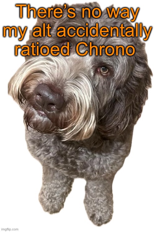 Norther's dog | There’s no way my alt accidentally ratioed Chrono | image tagged in norther's dog | made w/ Imgflip meme maker