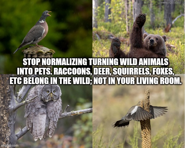 Hi there | STOP NORMALIZING TURNING WILD ANIMALS INTO PETS. RACCOONS, DEER, SQUIRRELS, FOXES, ETC BELONG IN THE WILD; NOT IN YOUR LIVING ROOM. | image tagged in hi there | made w/ Imgflip meme maker