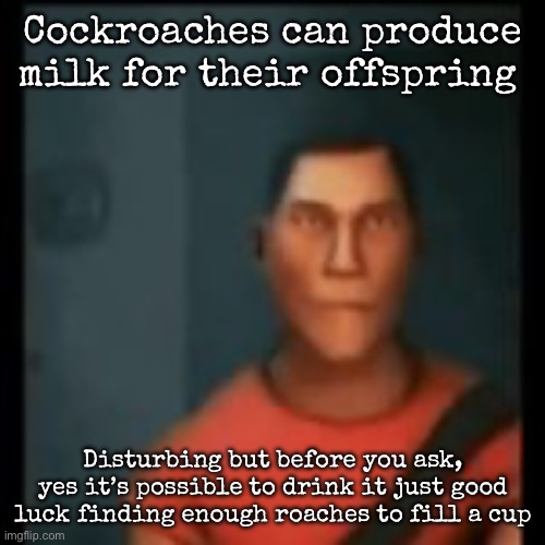 Kill me | Cockroaches can produce milk for their offspring; Disturbing but before you ask, yes it’s possible to drink it just good luck finding enough roaches to fill a cup | image tagged in disappointed scout,msmg | made w/ Imgflip meme maker