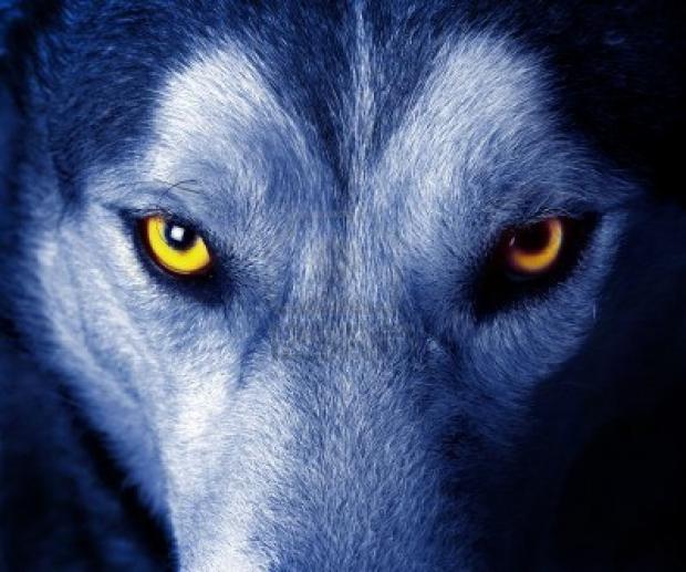 Lone wolf Blank Meme Template