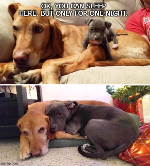 Sleeping Buddies | OK, YOU CAN SLEEP HERE. BUT ONLY FOR ONE NIGHT. | image tagged in dogs,dog | made w/ Imgflip meme maker