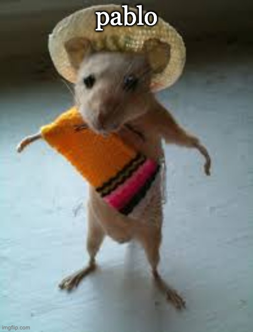pablo | pablo | image tagged in mexican mouse | made w/ Imgflip meme maker