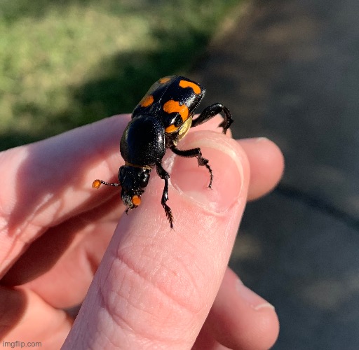 Burying beetle | made w/ Imgflip meme maker