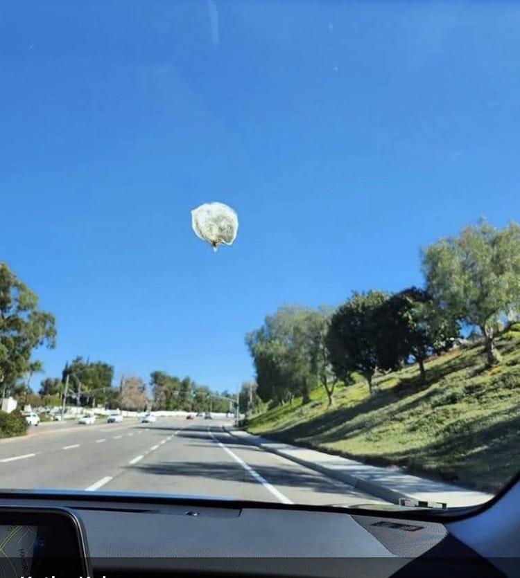 Bird Shit On The Windshield Blank Meme Template