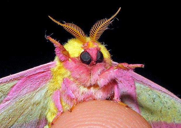 moth wave Blank Meme Template