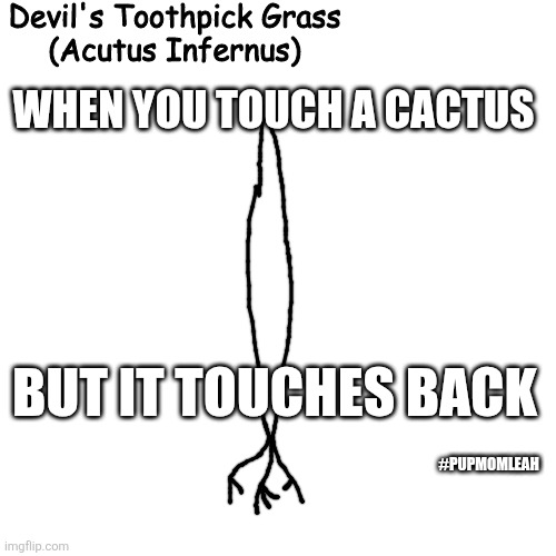 Devil's Toothpick Grass | WHEN YOU TOUCH A CACTUS; BUT IT TOUCHES BACK; #PUPMOMLEAH | image tagged in devil's toothpick grass | made w/ Imgflip meme maker