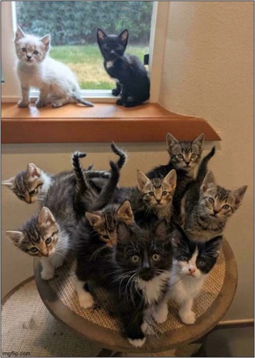 Moments Before The Attack ! | image tagged in cats,kittens,attack | made w/ Imgflip meme maker