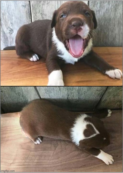 Now That's A Sweet Puppy ! | image tagged in dogs,puppy,heart,markings | made w/ Imgflip meme maker