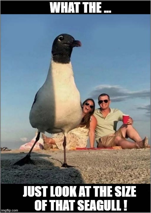 Terror At The Beach ! | WHAT THE ... JUST LOOK AT THE SIZE
 OF THAT SEAGULL ! | image tagged in day at the beach,seagull | made w/ Imgflip meme maker