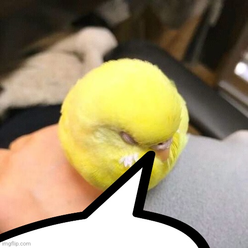 Tennis ball birb | image tagged in tennis ball birb | made w/ Imgflip meme maker