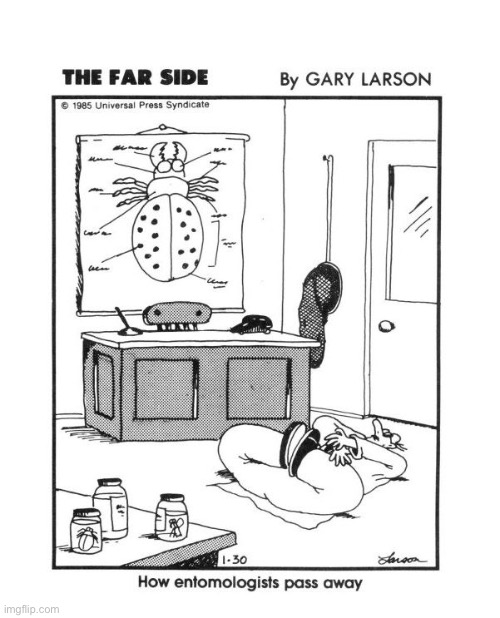 image tagged in comics,the far side,dead entomologist | made w/ Imgflip meme maker